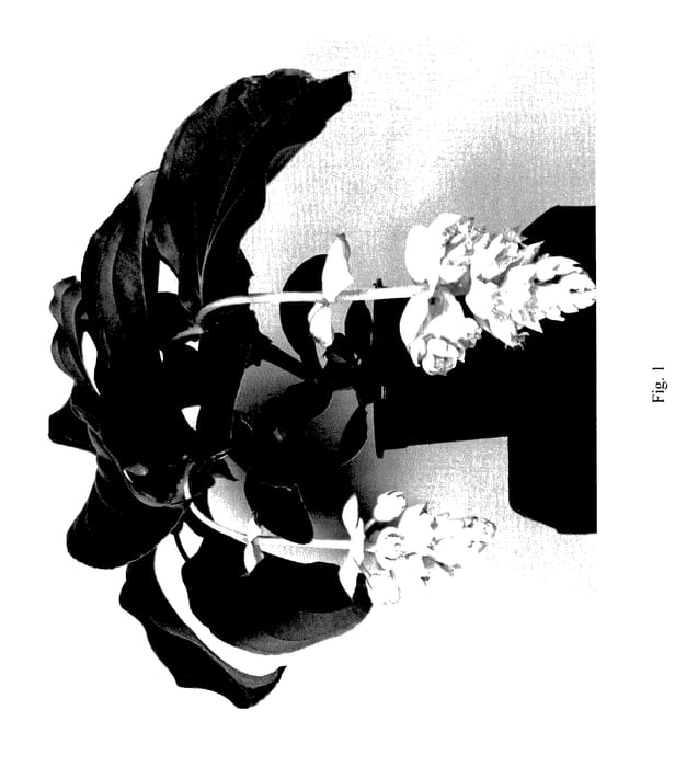 Figure 1 of US plant patent PP27443, the photograph of ROYAL PEARLZ printed in the patent.
