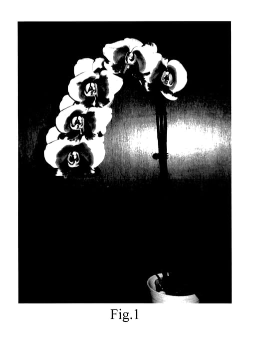 Figure 1 of US plant patent PP27444, the photograph of TJ Purple Queen printed in the patent.