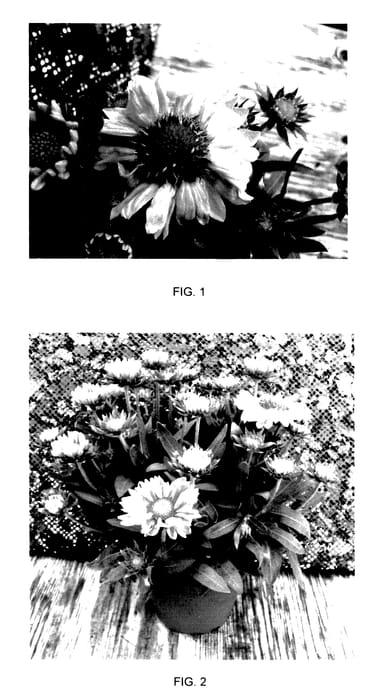 Figure 1 of US plant patent PP27445, the photograph of GAIZ0003 printed in the patent.