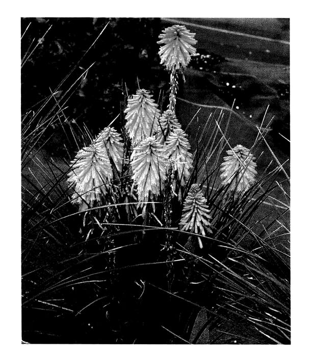 Figure 1 of US plant patent PP27446, the photograph of TNKNIPR printed in the patent.