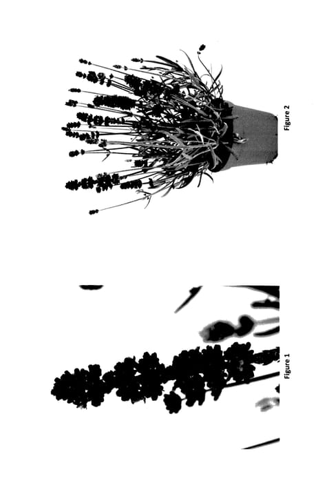 Figure 1 of US plant patent PP27447, the photograph of LAAZ0005 printed in the patent.