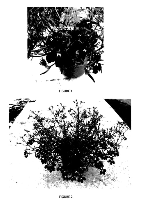 Figure 1 of US plant patent PP27448, the photograph of LOBZ0009 printed in the patent.