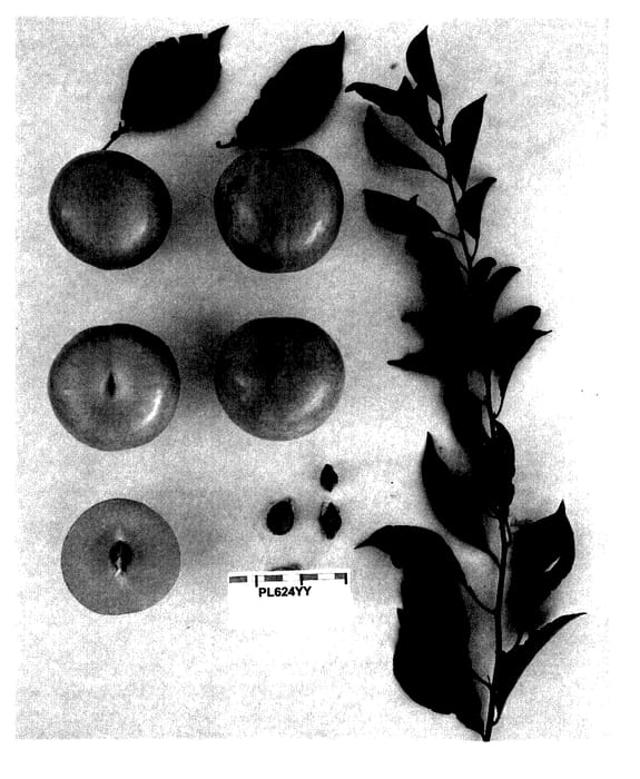 Figure 1 of US plant patent PP27449, the photograph of Suplumfortyeight printed in the patent.
