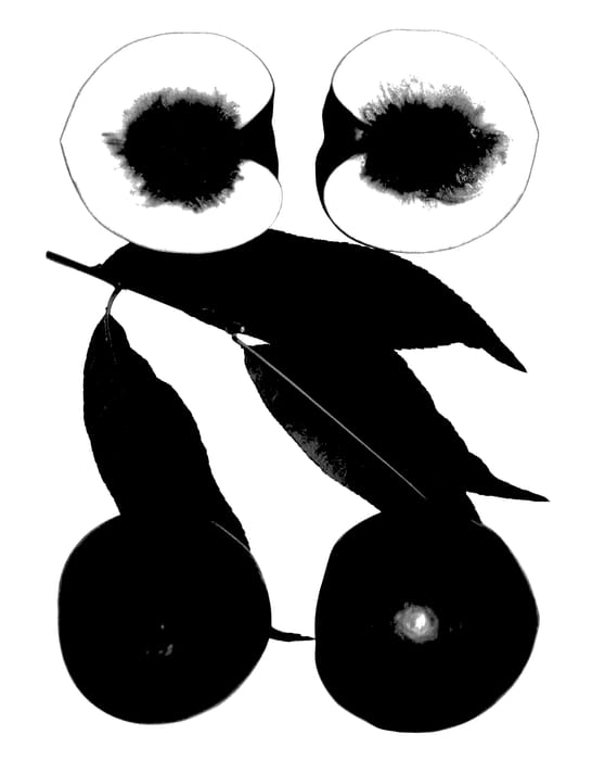 Figure 1 of US plant patent PP27450, the photograph of Polar Snow printed in the patent.