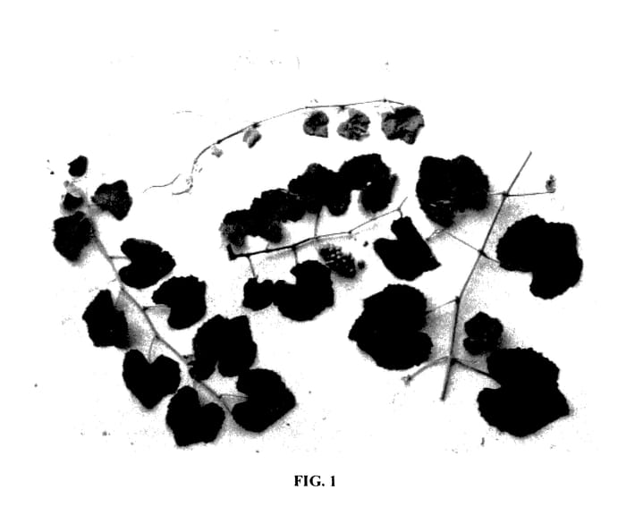 Figure 1 of US plant patent PP27451, the photograph of BN5-4 printed in the patent.