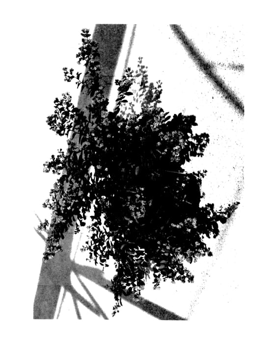 Figure 1 of US plant patent PP27452, the photograph of G2X133143 printed in the patent.