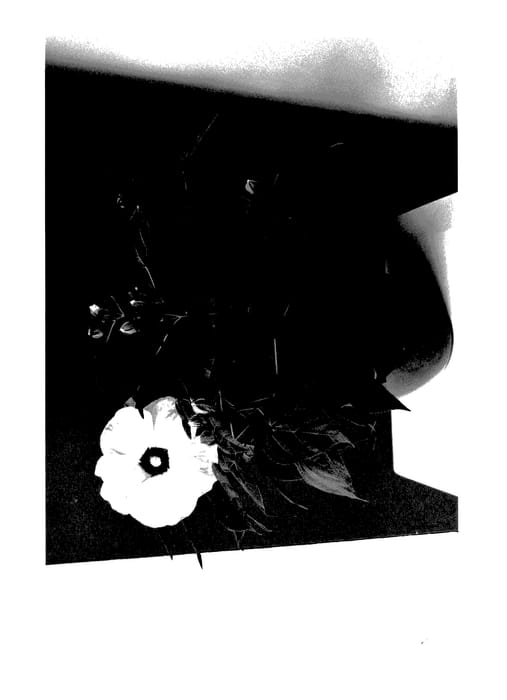 Figure 1 of US plant patent PP27453, the photograph of Extrewhiteye printed in the patent.