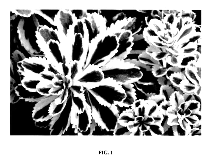Figure 1 of US plant patent PP27454, the photograph of Nonsitnal printed in the patent.
