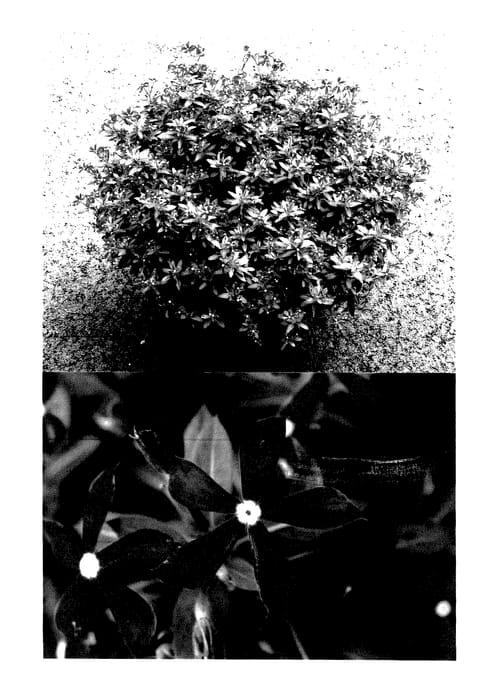 Figure 1 of US plant patent PP27455, the photograph of Suncatha 2460 printed in the patent.