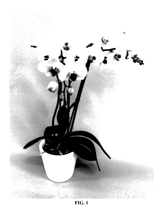 Figure 1 of US plant patent PP27456, the photograph of PHALFYQDHA printed in the patent.