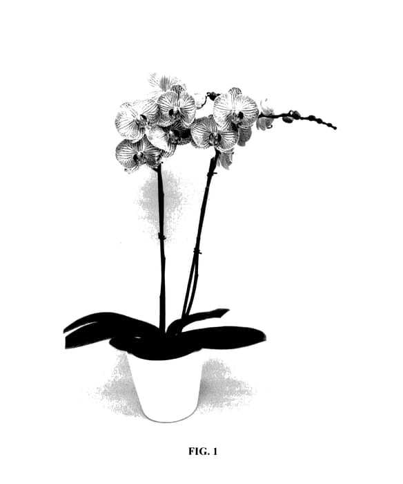 Figure 1 of US plant patent PP27457, the photograph of PHALDOQAH printed in the patent.