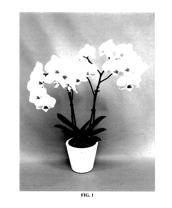 Figure 1 of US plant patent PP27458, the photograph of PHALFLABAL printed in the patent.