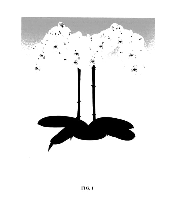 Figure 1 of US plant patent PP27459, the photograph of PHALIFSIB printed in the patent.