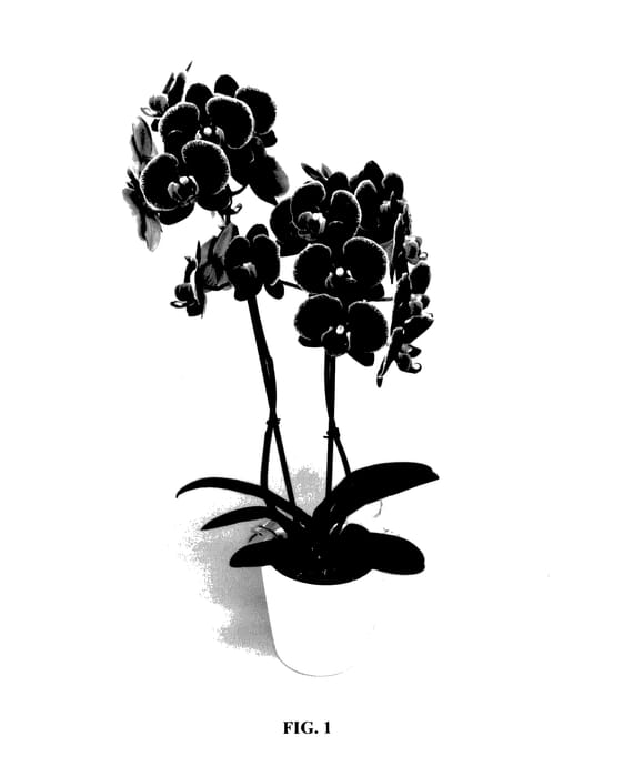 Figure 1 of US plant patent PP27460, the photograph of PHALFENCK printed in the patent.