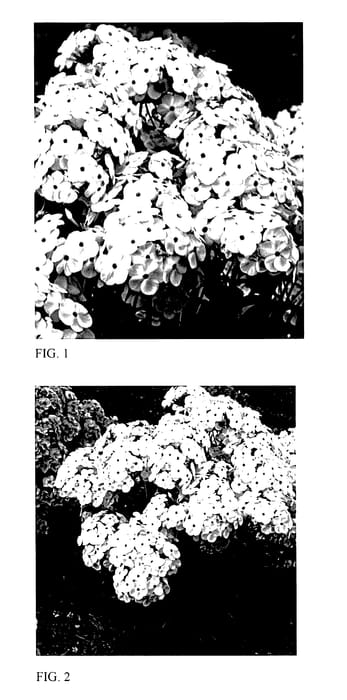 Figure 1 of US plant patent PP27461, the photograph of Opening Act White printed in the patent.