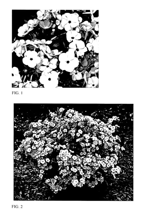 Figure 1 of US plant patent PP27462, the photograph of Opening Act Blush printed in the patent.