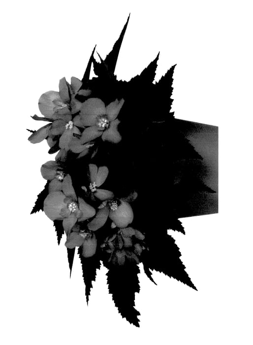 Figure 1 of US plant patent PP27463, the photograph of Fiunupfimp printed in the patent.
