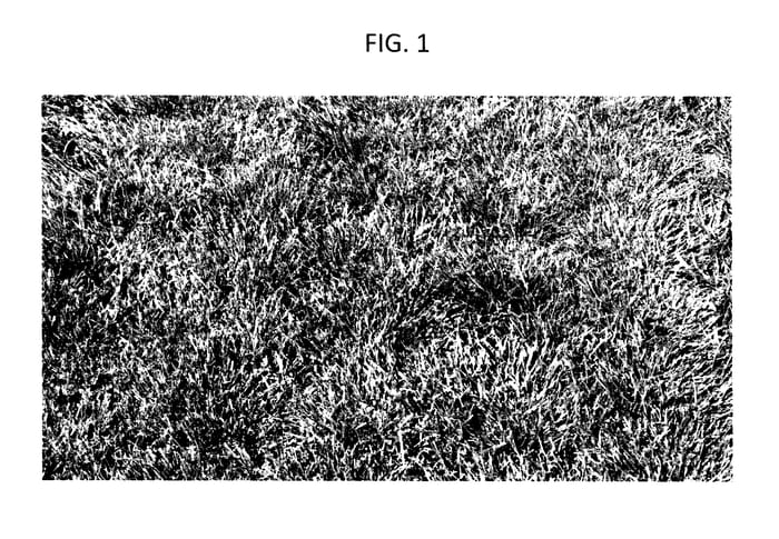 Figure 1 of US plant patent PP27464, the photograph of Festuca arundinacea plant named KT12 printed in the patent.
