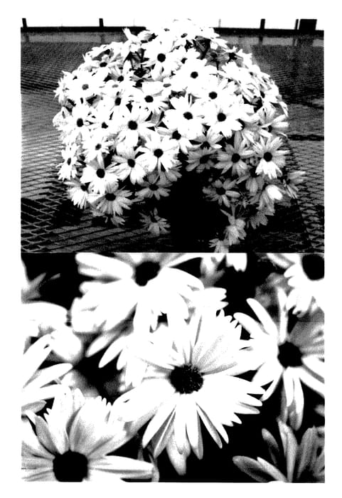 Figure 1 of US plant patent PP27465, the photograph of Sunseneslipi printed in the patent.