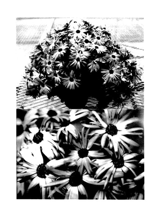 Figure 1 of US plant patent PP27466, the photograph of Sunseneslilav printed in the patent.