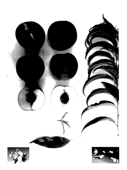 Figure 1 of US plant patent PP27467, the photograph of Pearl Princess IV printed in the patent.