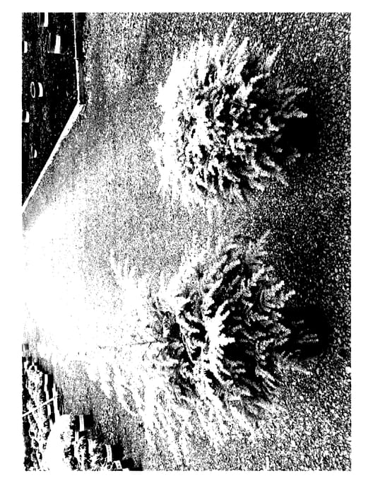 Figure 1 of US plant patent PP27468, the photograph of MonJers printed in the patent.
