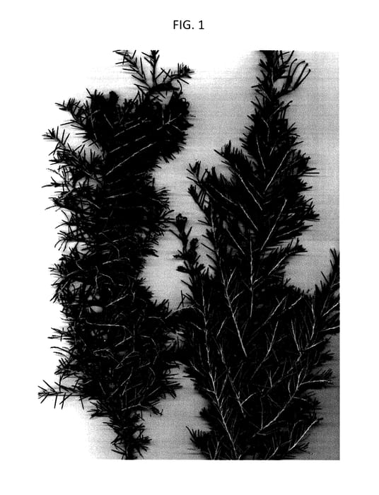 Figure 1 of US plant patent PP27469, the photograph of H16 printed in the patent.