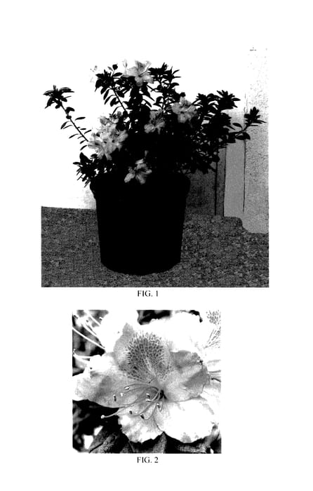 Figure 1 of US plant patent PP27470, the photograph of Lazamorav printed in the patent.