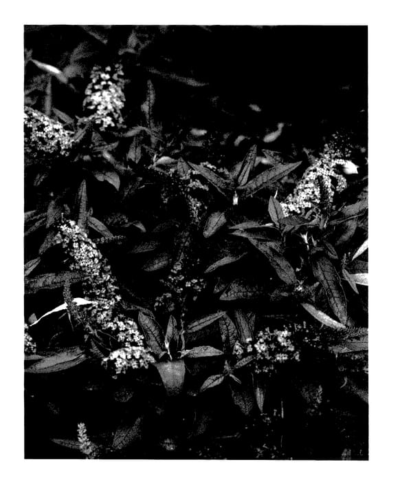 Figure 1 of US plant patent PP27471, the photograph of UCONNBD610 printed in the patent.