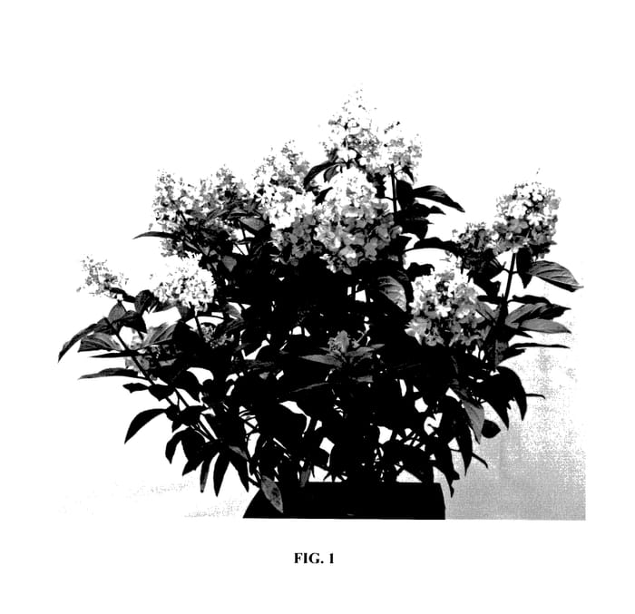 Figure 1 of US plant patent PP27472, the photograph of Hpopr013 printed in the patent.