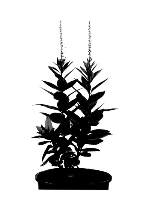 Figure 1 of US plant patent PP27473, the photograph of Challenger printed in the patent.