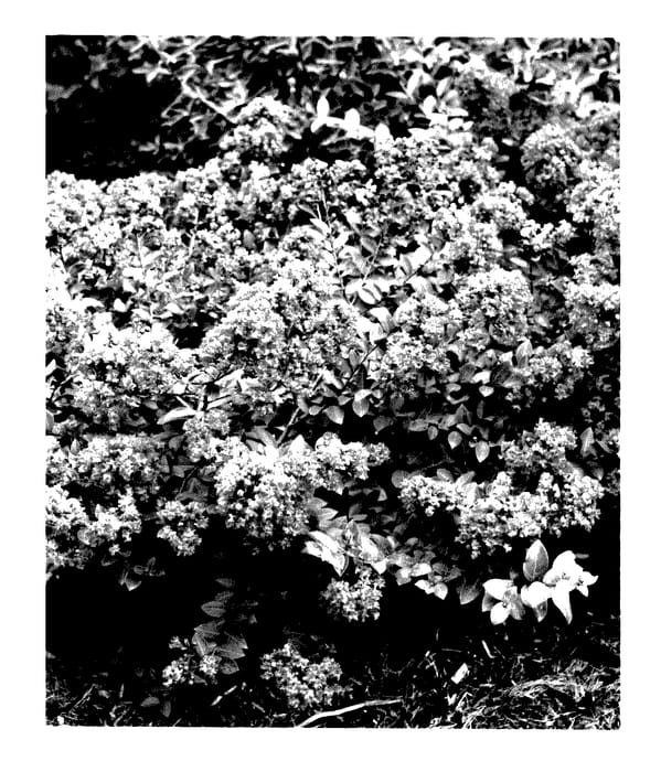 Figure 1 of US plant patent PP27474, the photograph of G2X133271 printed in the patent.