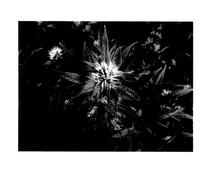 Figure 1 of US plant patent PP27475, the photograph of Ecuadorian Sativa printed in the patent.