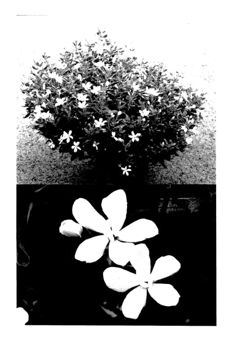 Figure 1 of US plant patent PP27476, the photograph of Suncatha 2316 printed in the patent.