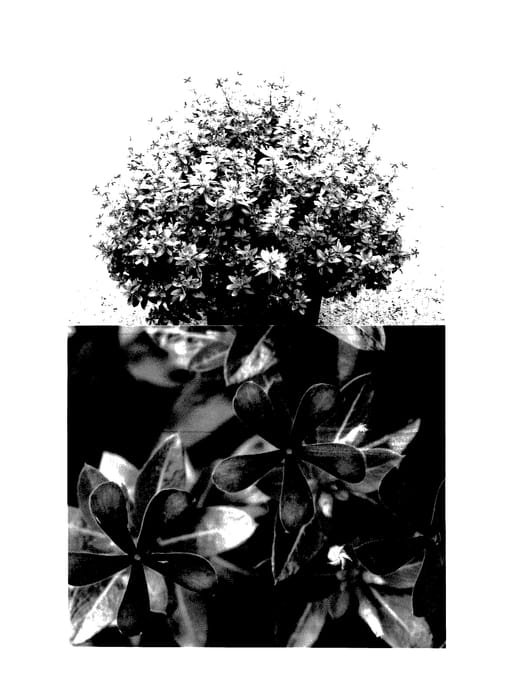 Figure 1 of US plant patent PP27477, the photograph of Suncatha 2439 printed in the patent.