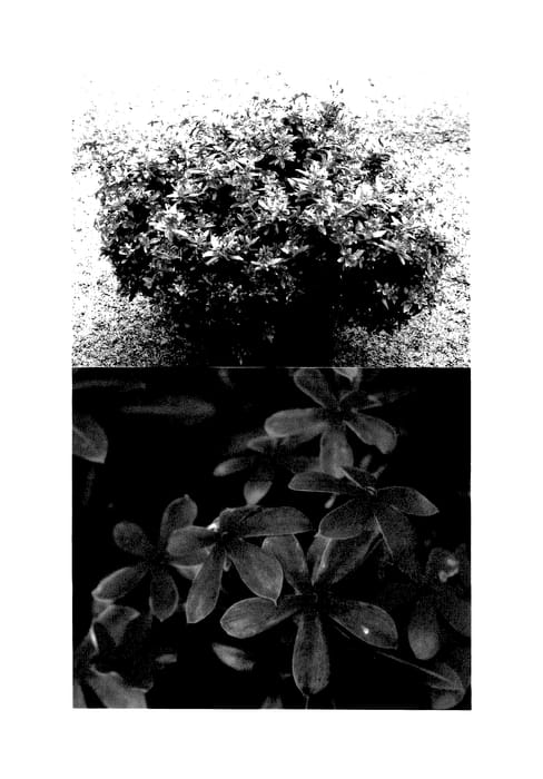 Figure 1 of US plant patent PP27478, the photograph of Suncatha 224 printed in the patent.
