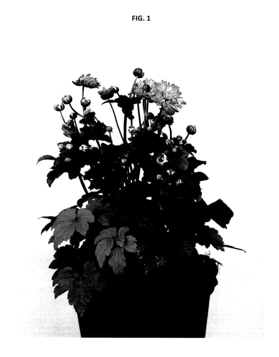 Figure 1 of US plant patent PP27479, the photograph of Macane015 printed in the patent.