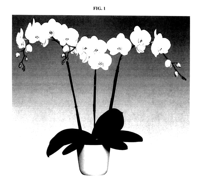 Figure 1 of US plant patent PP27480, the photograph of Silidream printed in the patent.