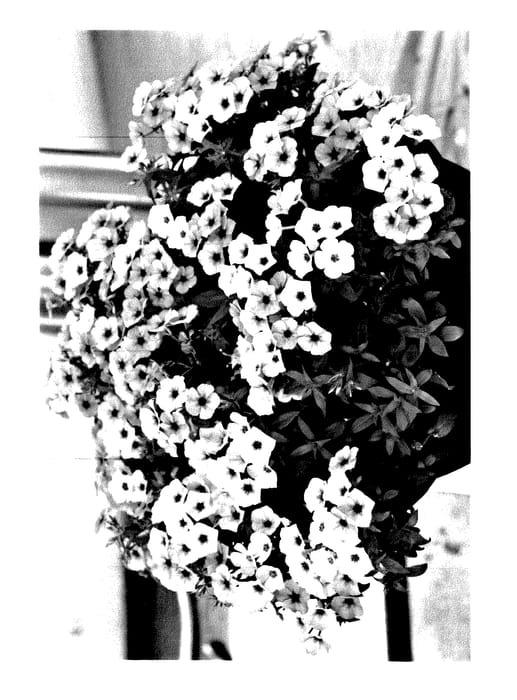 Figure 1 of US plant patent PP27481, the photograph of Duephloimdebu printed in the patent.