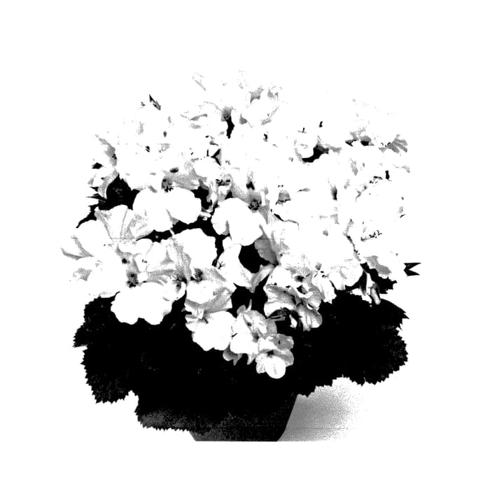 Figure 1 of US plant patent PP27482, the photograph of Regsnow printed in the patent.