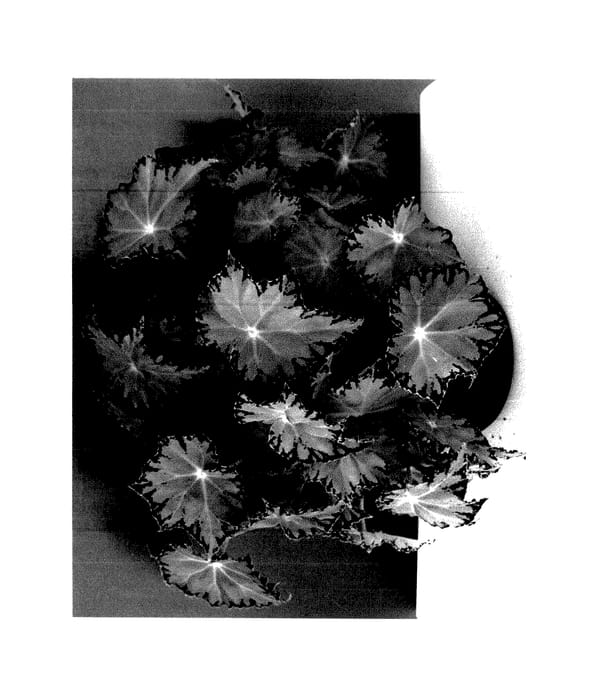 Figure 1 of US plant patent PP27483, the photograph of KRBELLE01 printed in the patent.