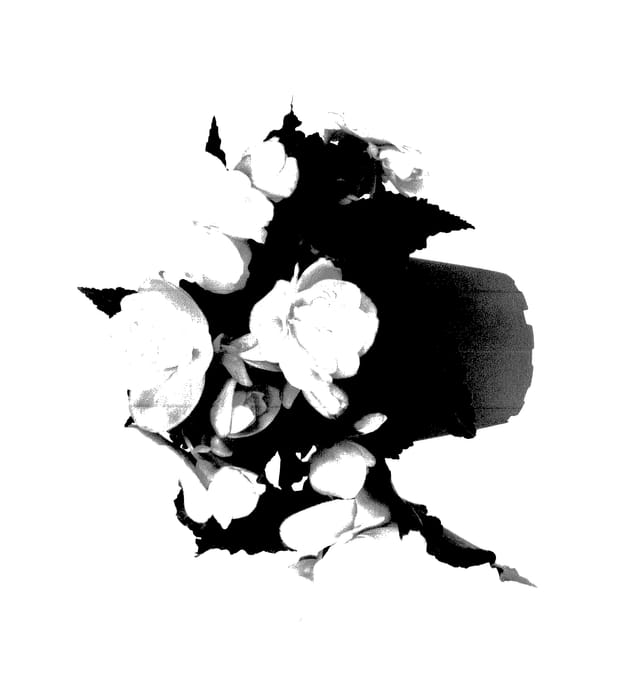 Figure 1 of US plant patent PP27484, the photograph of Fimissmo printed in the patent.