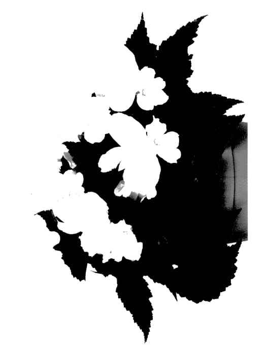 Figure 1 of US plant patent PP27486, the photograph of Fiunupwhimp printed in the patent.