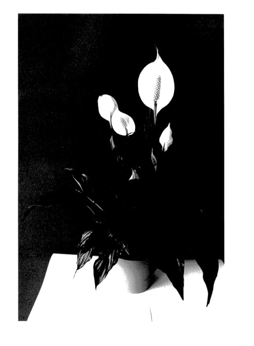 Figure 1 of US plant patent PP27487, the photograph of Spanova printed in the patent.