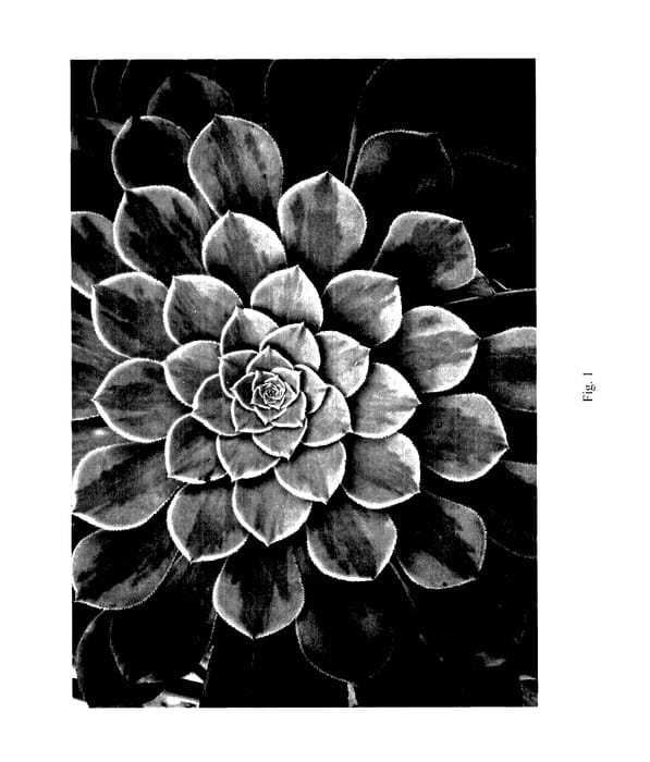 Figure 1 of US plant patent PP27488, the photograph of Fiesta printed in the patent.