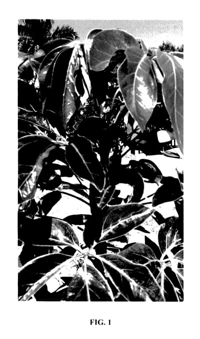 Figure 1 of US plant patent PP27489, the photograph of Camille printed in the patent.