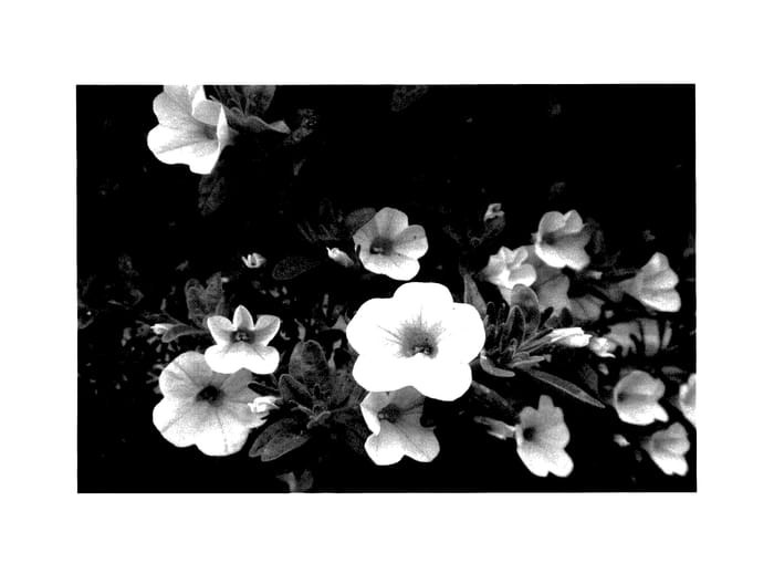 Figure 1 of US plant patent PP27490, the photograph of KLECA15388 printed in the patent.