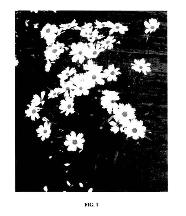 Figure 1 of US plant patent PP27491, the photograph of Polaris printed in the patent.