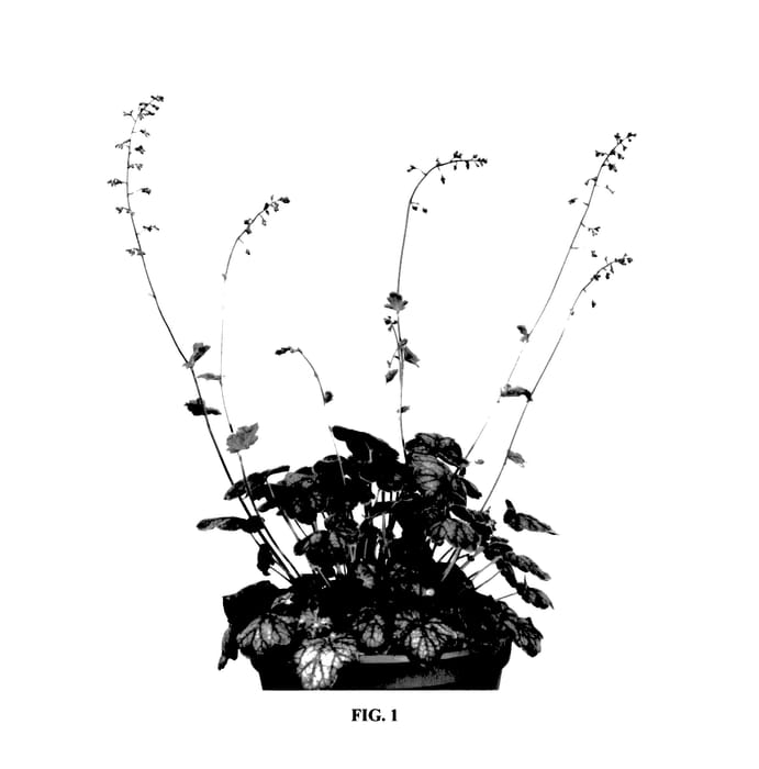 Figure 1 of US plant patent PP27492, the photograph of Gauguin printed in the patent.