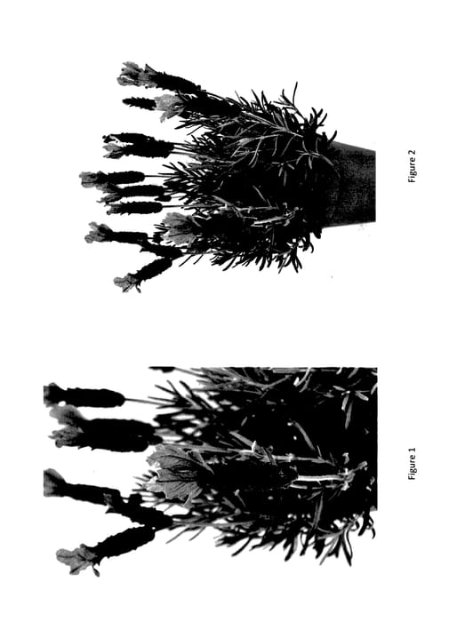 Figure 1 of US plant patent PP27493, the photograph of LABZ0004 printed in the patent.